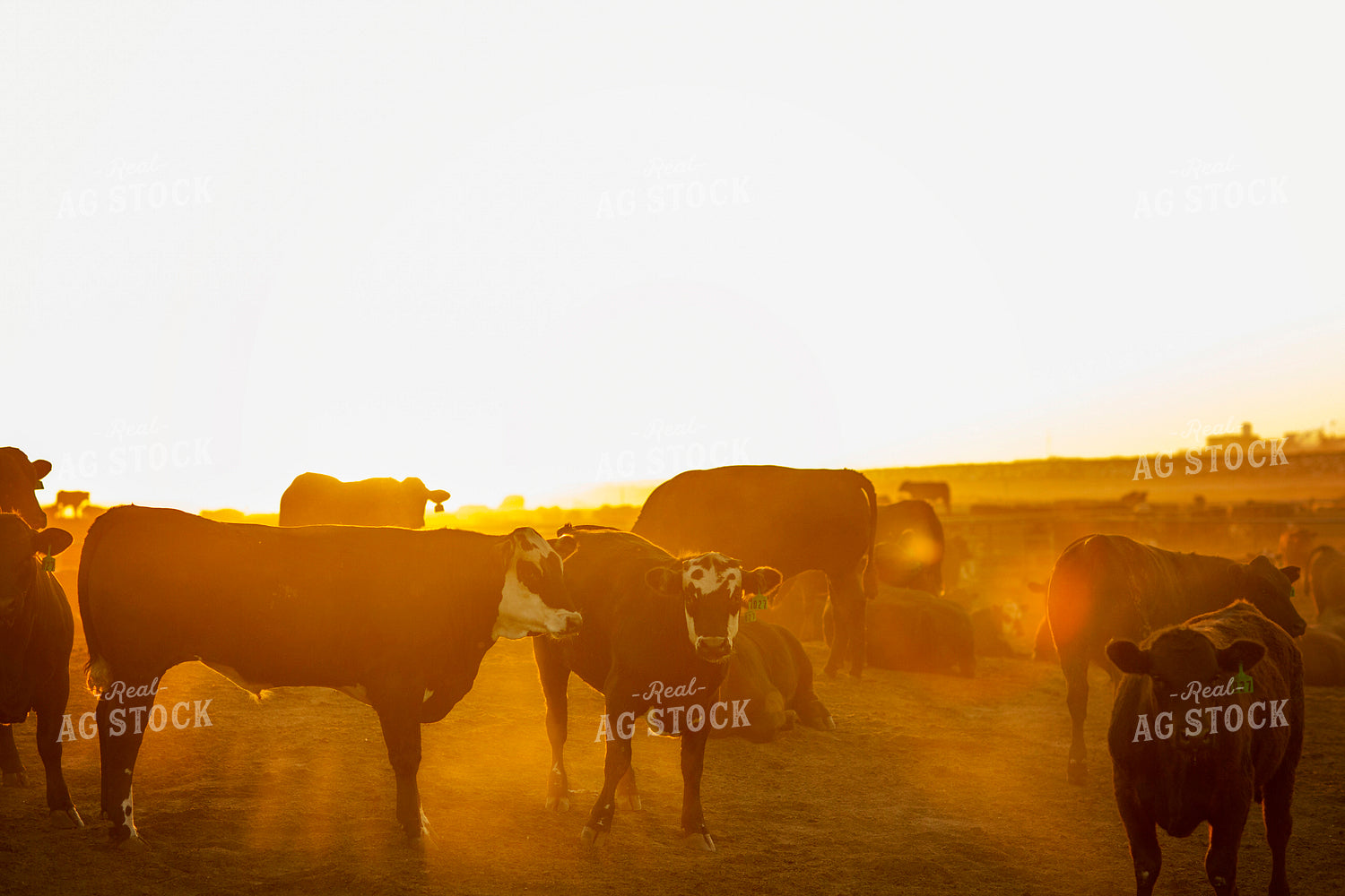 Feedyard Cattle at Sunrise 3828