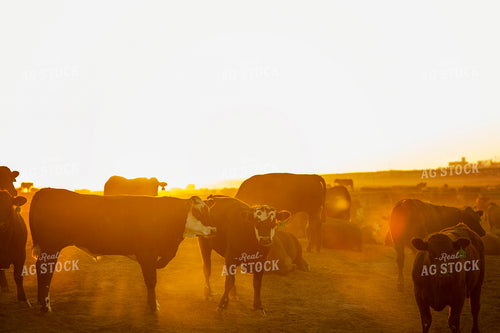 Feedyard Cattle at Sunrise 3828