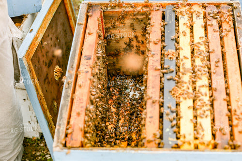 Harvesting Honey 161043