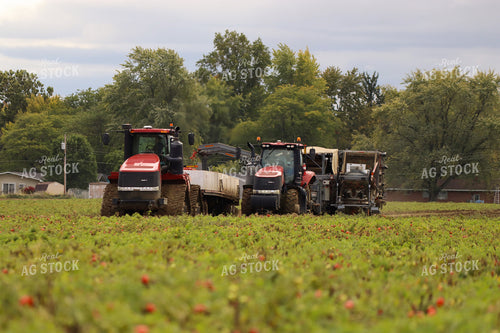 Tomato Harvest 109106