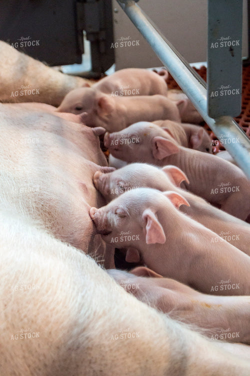 Piglets 197000