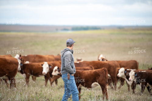 Checking Cattle 212008