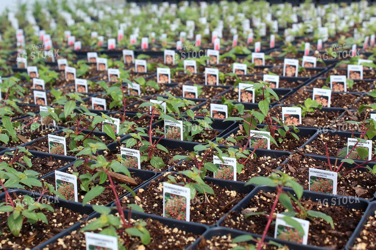 Greenhouse 141102