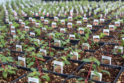 Greenhouse 141102