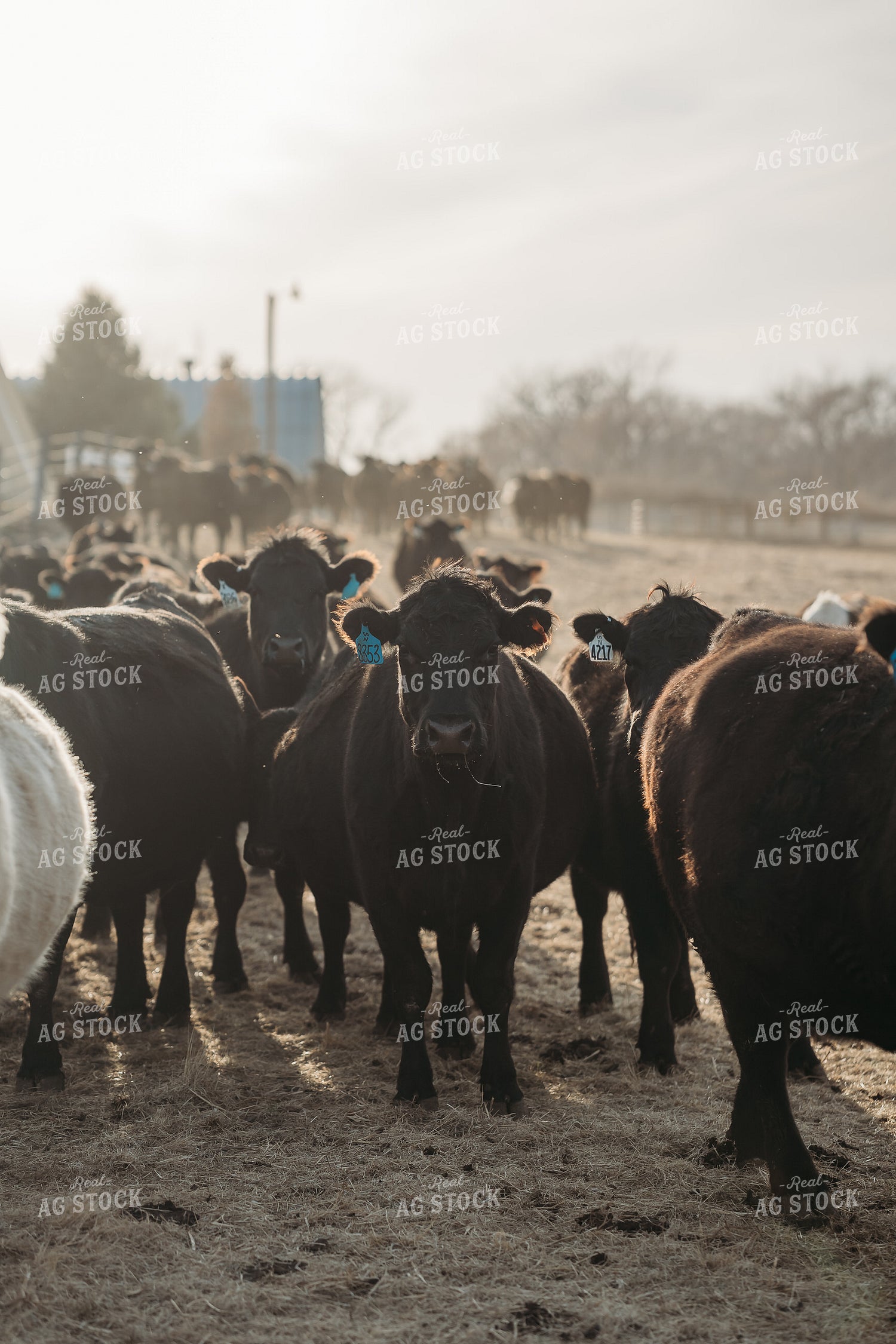 Unloading Cows on Pasture 196228