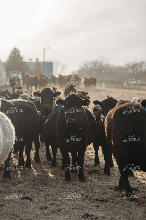 Unloading Cows on Pasture 196228