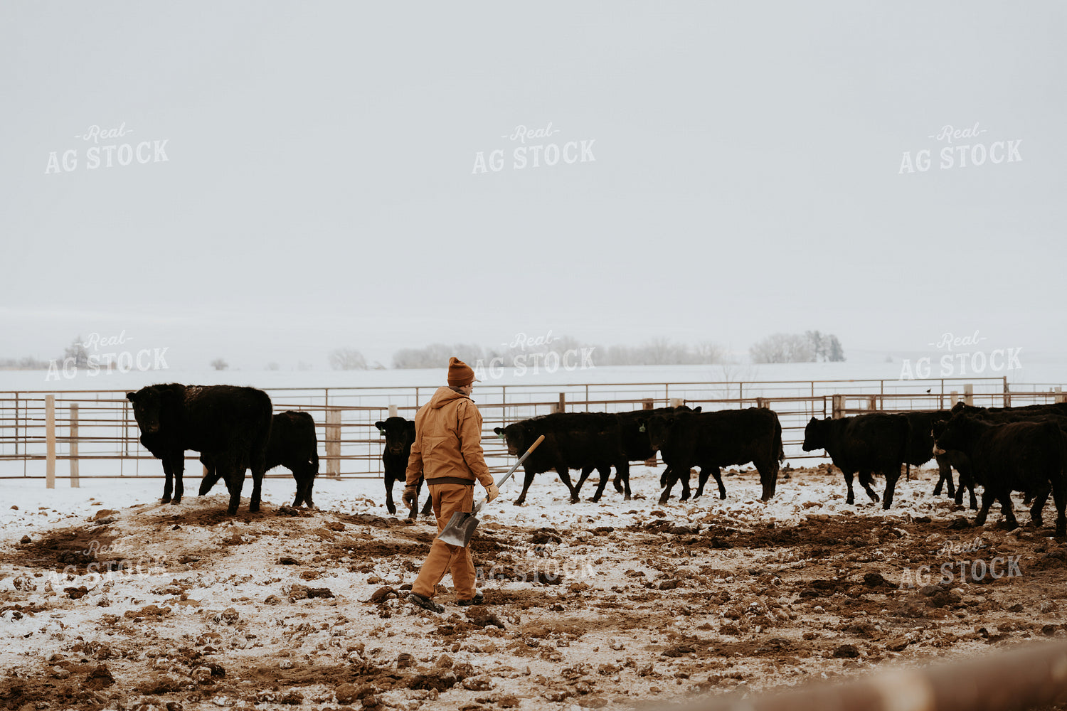 Rancher Walking in Cattle Pen 61233