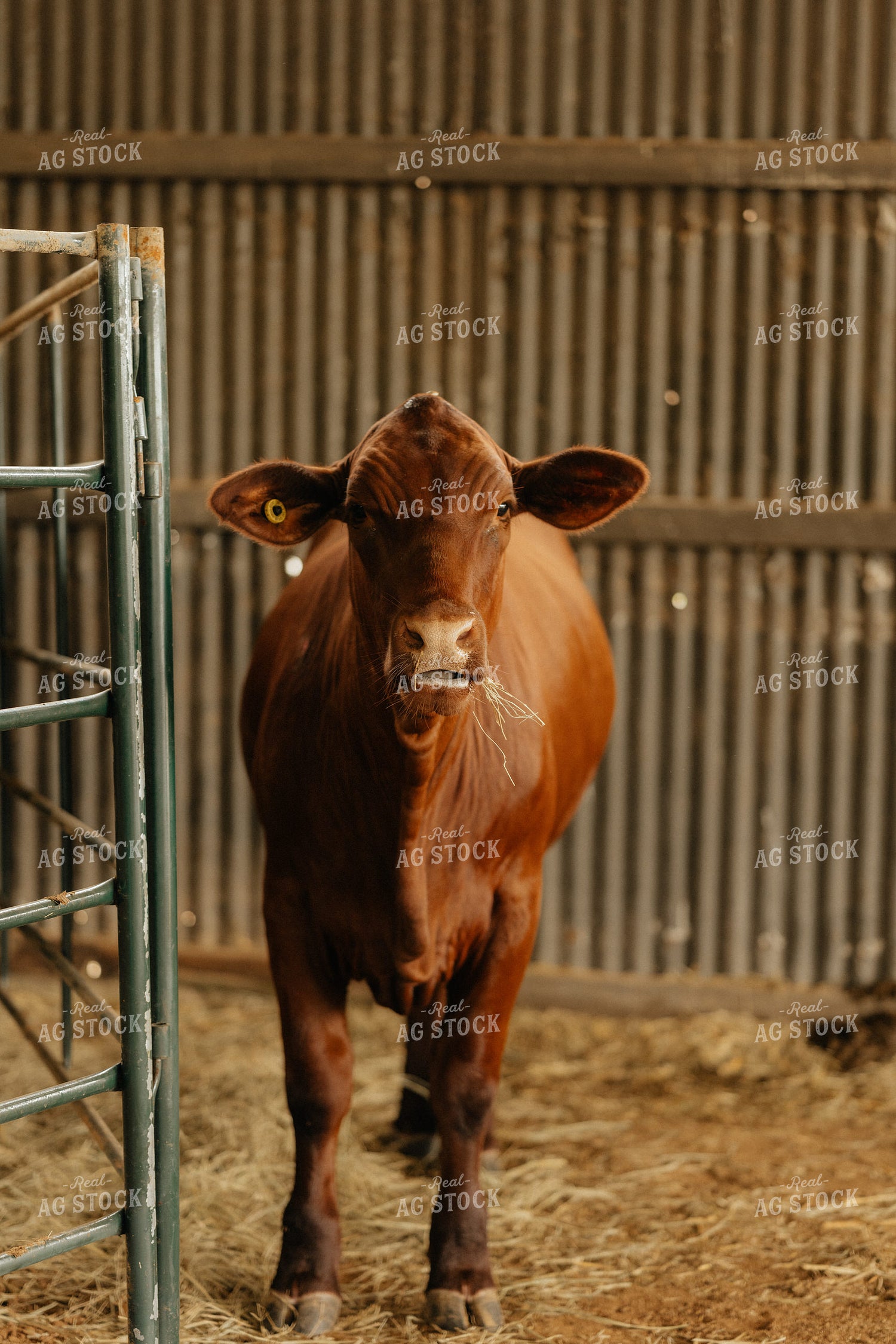 Cattle in Barn 125321