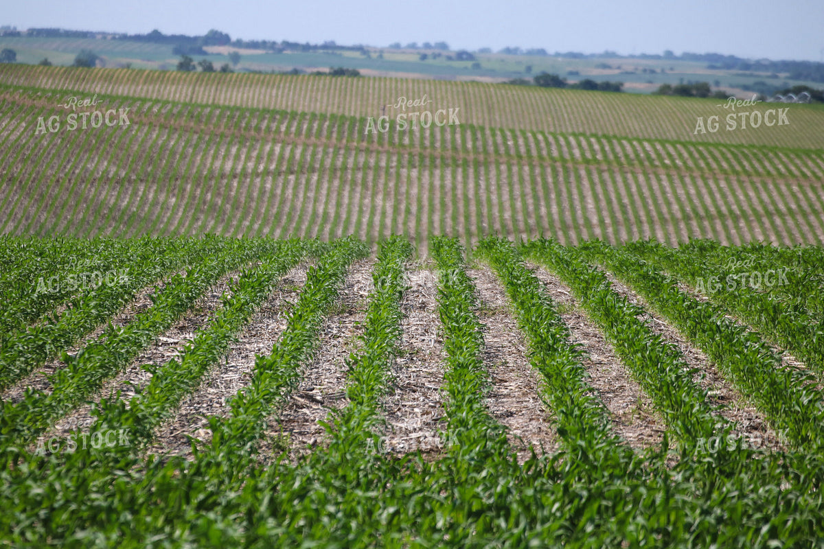 Early Growth Corn Field 82527
