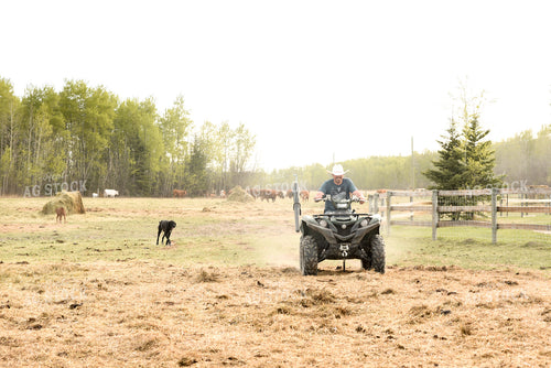 Horse in Pasture 64053