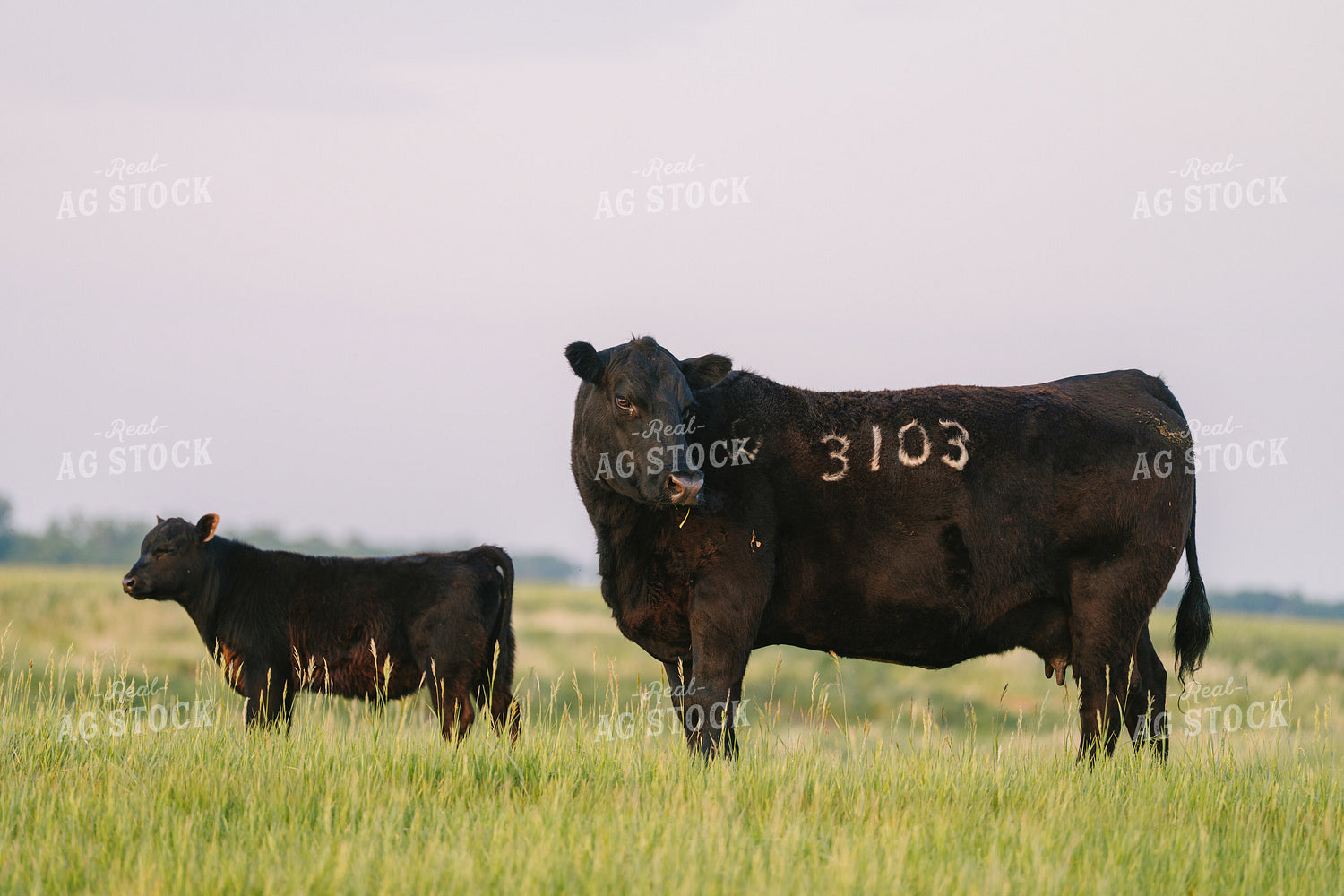 Black Angus Cattle on Pasture 68261