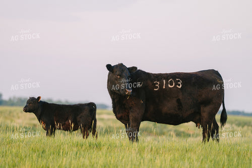 Black Angus Cattle on Pasture 68261