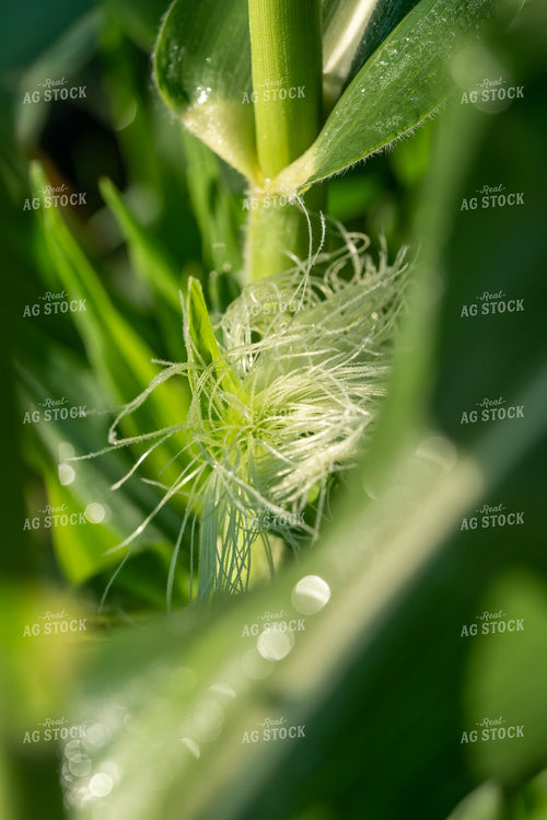 Corn Plant with Silks 76237