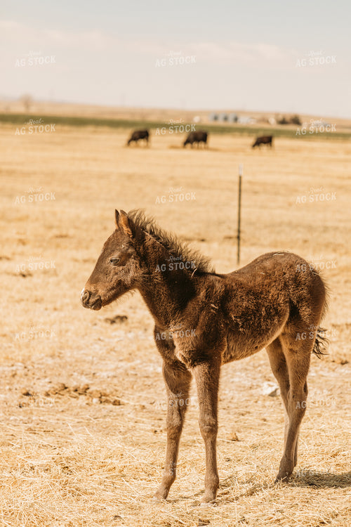 Filly in Pasture 61094