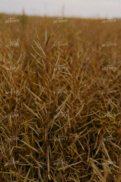 Semi Dried Canola Field 187233