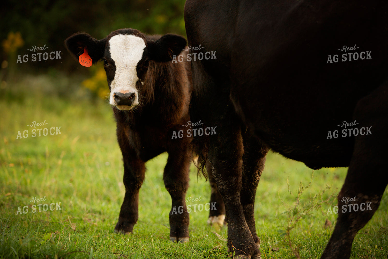 Cattle 2437