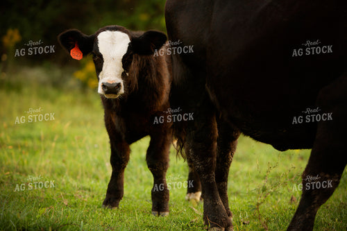 Cattle 2437