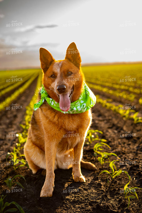 Farm Dog Sits in Early Stage Corn Field at Sunset 136044