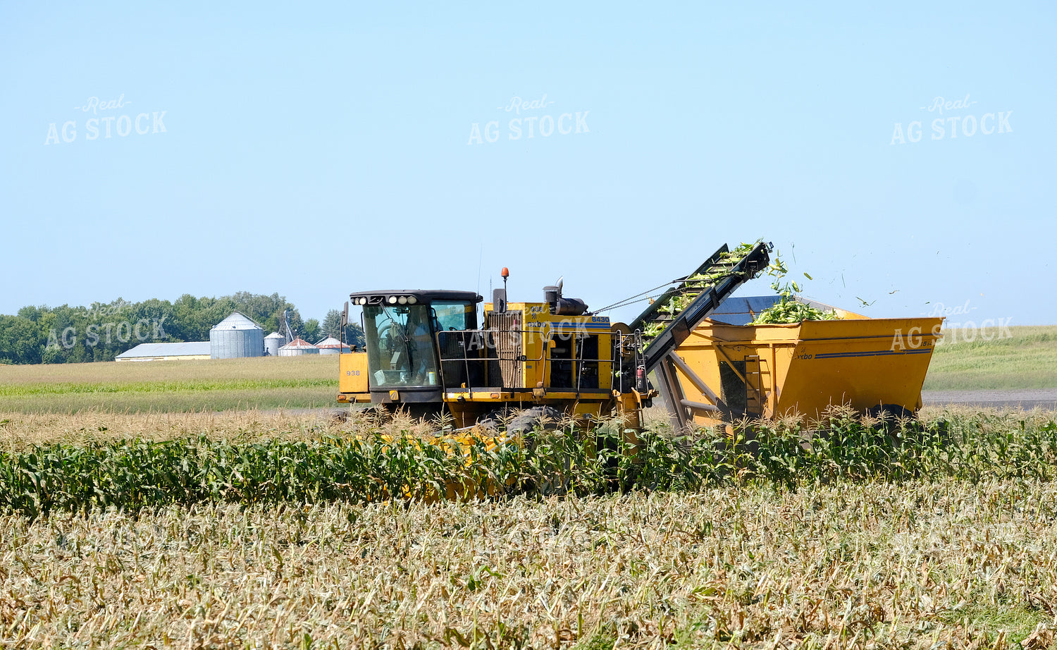 Sweet Corn Harvest 154105