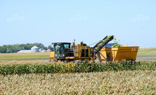 Sweet Corn Harvest 154105