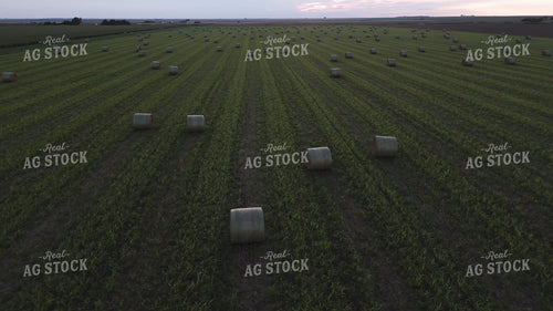 Round Bales in Field 239411