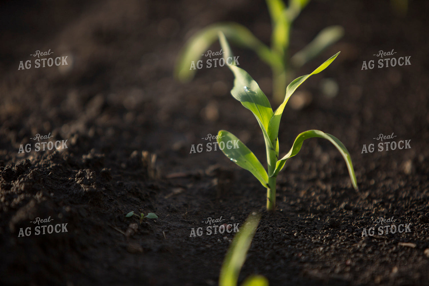 Corn - Early Growth 1055