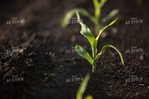 Corn - Early Growth 1055