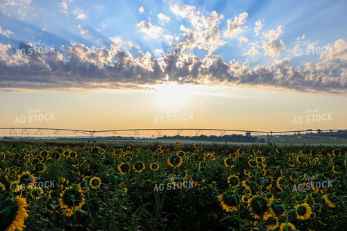 Sunflowers with Irrigation in Background 60026