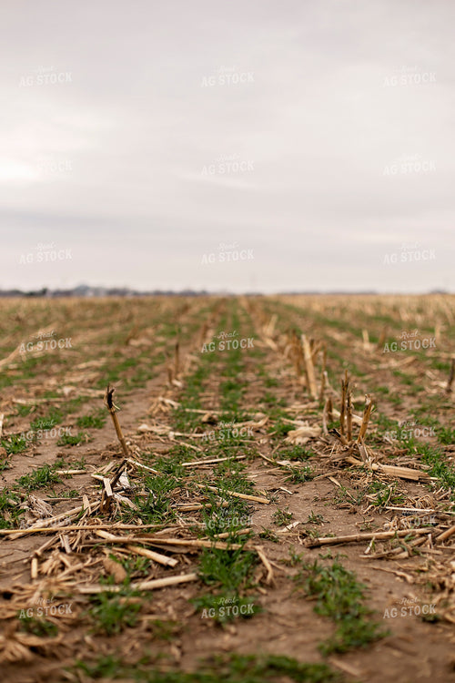 Early Growth Wheat 93013