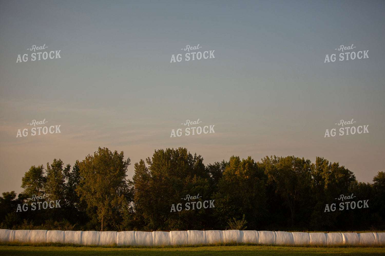 Wrapped Round Hay Bales in a Line 5512
