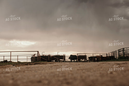 Feedyard 3091