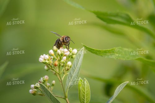 Pollinator 162005