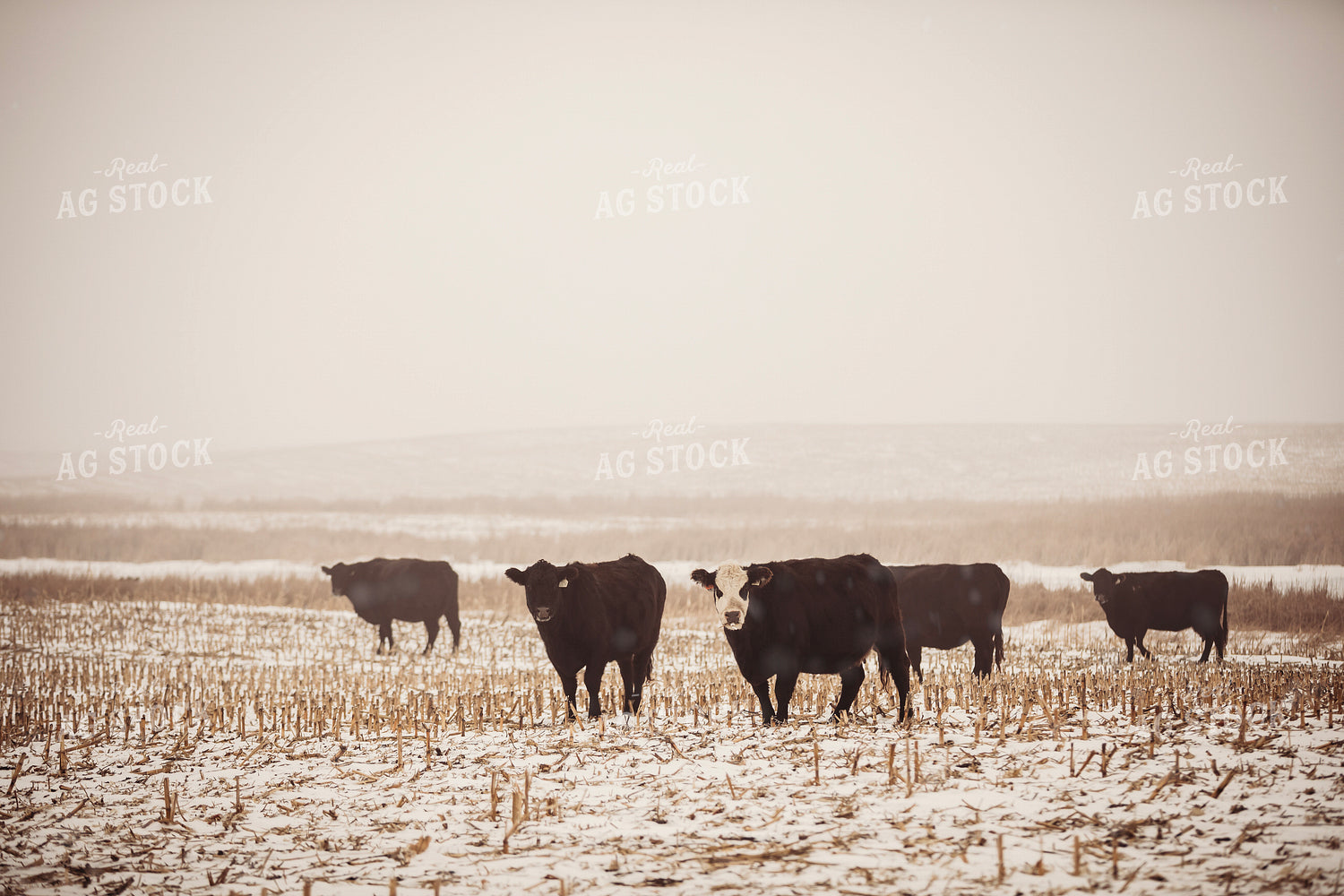 Cattle in Snowy Corn Stalks 285066