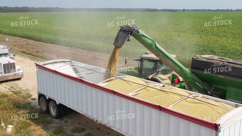 Rice Harvest 79478