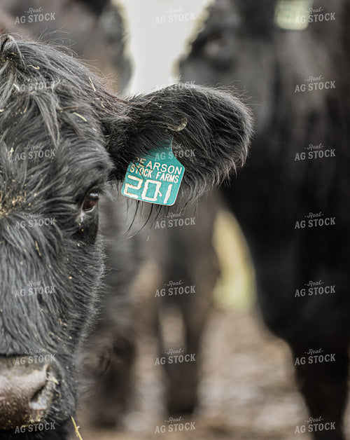 Black Angus Cattle 160472