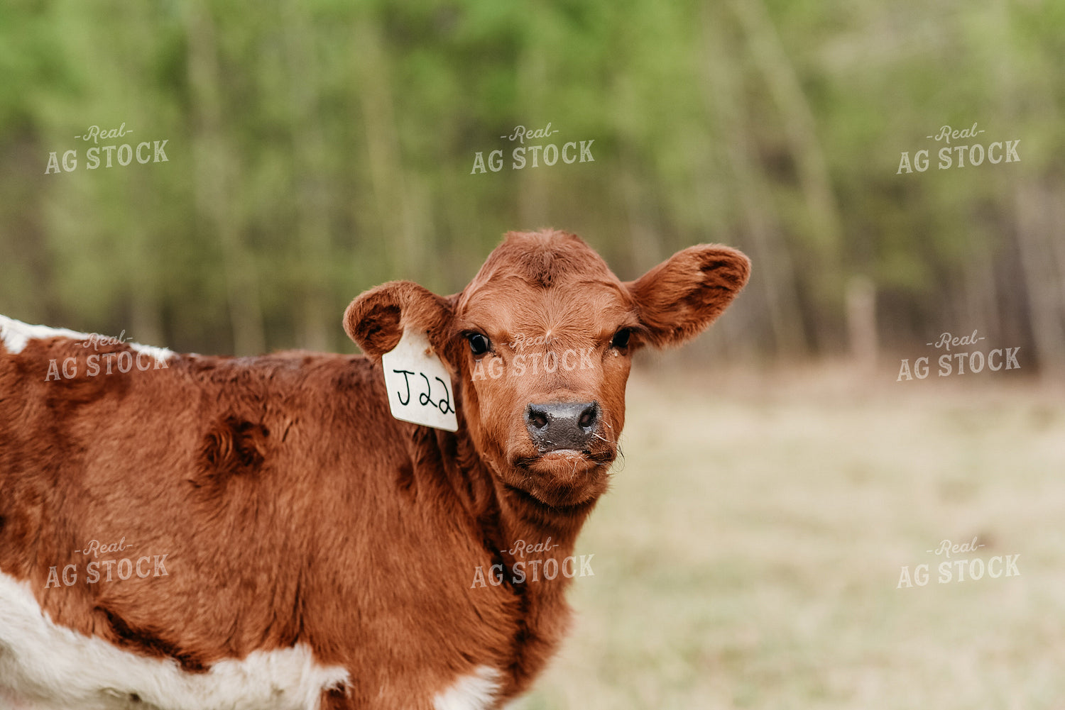 Cow and Calf 64056