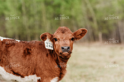 Cow and Calf 64056