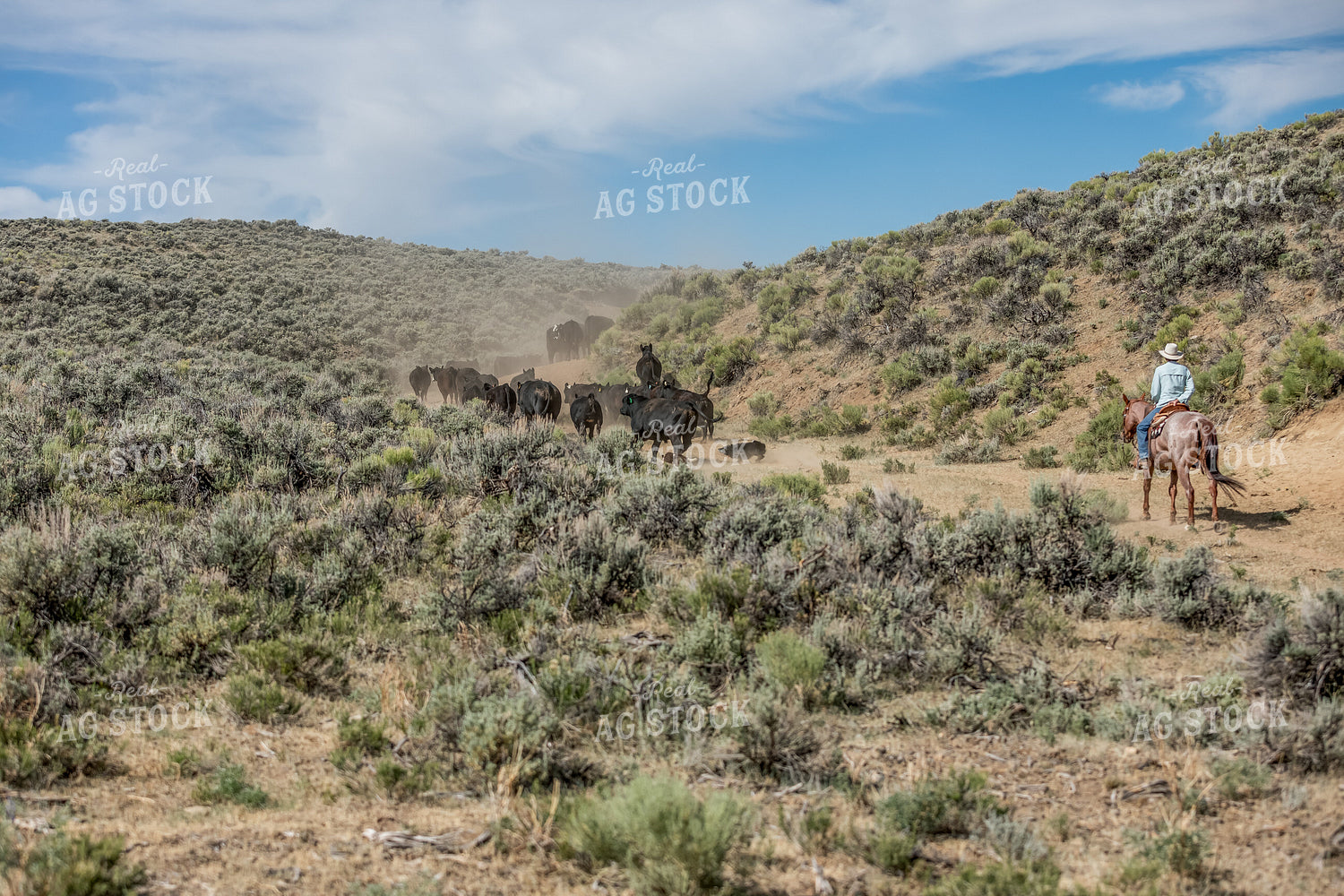 Cattle Drive 304079