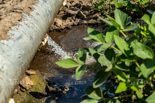 Drainage Running into Soybean Field 65047