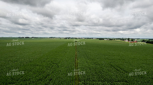 Aerial Mid-Season Corn 92009