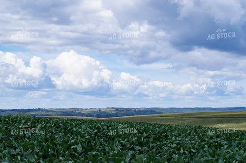 Rural Landscape 156002