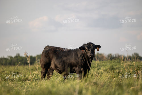 Angus Bull 72184