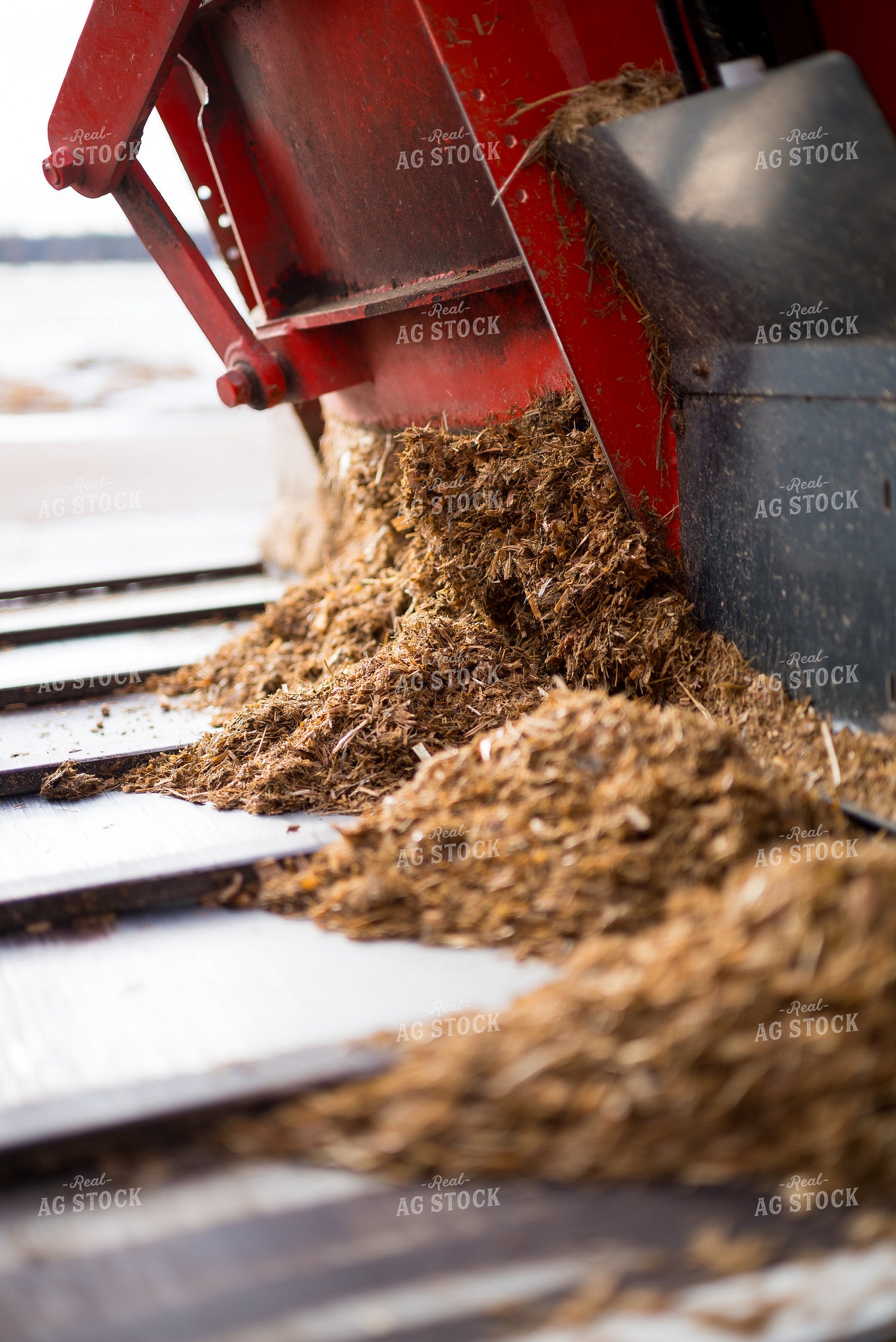 Feeding Silage 137085