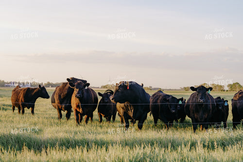 Black Angus Cattle on Pasture 68198