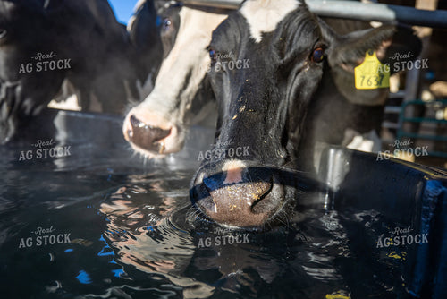 Holstein Cattle Drinking from Water Trough 270514