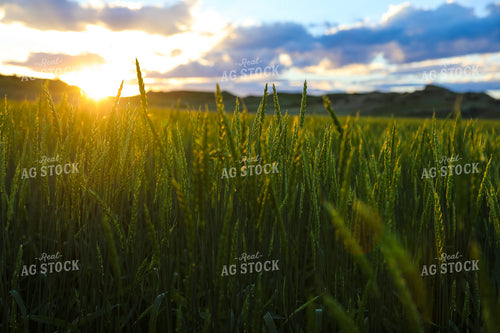 Green Willow Creek Winter Wheat 87010