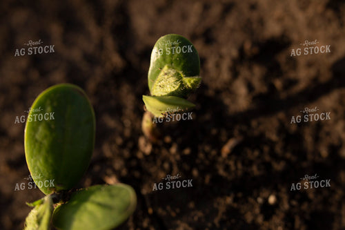 Soybeans - Early Growth 1402