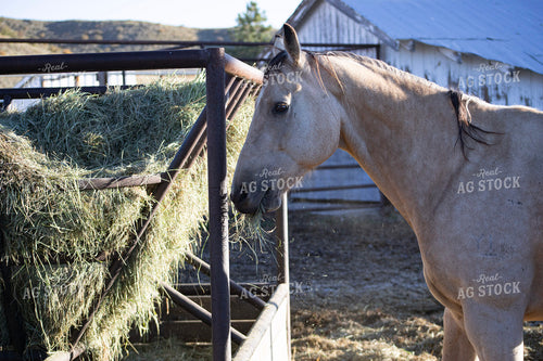 Horse 117143