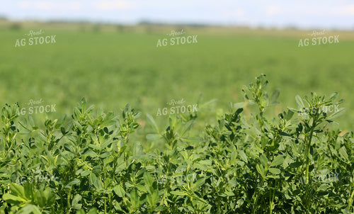 Alfalfa 141143