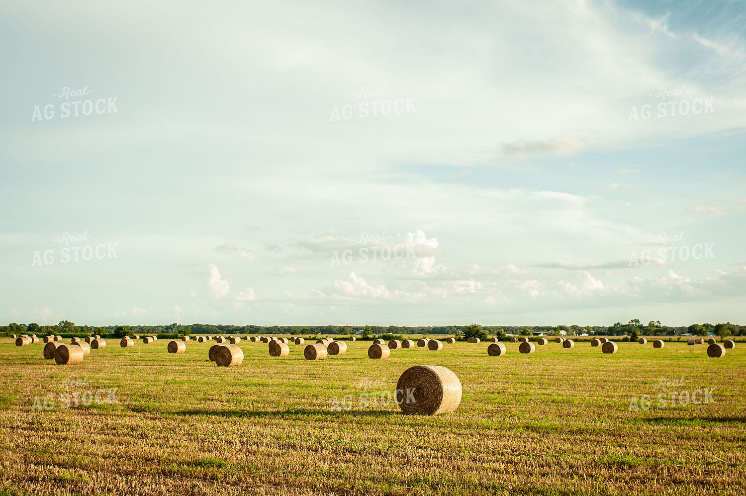 Round Hay Bale Landscape 59001